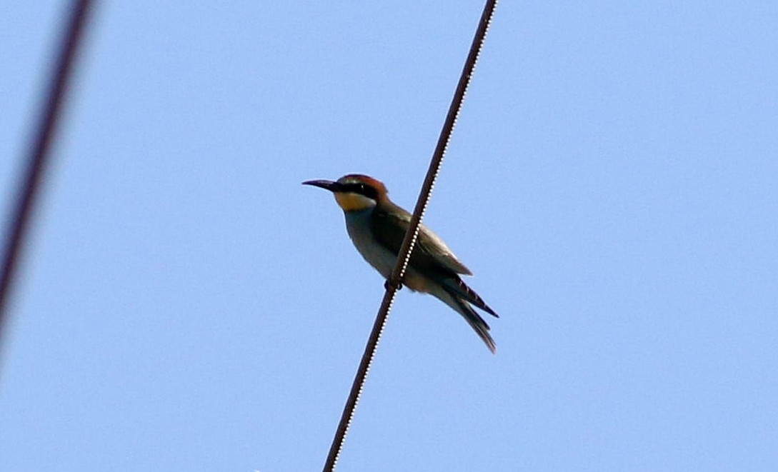 European Bee-eater - Miguel García