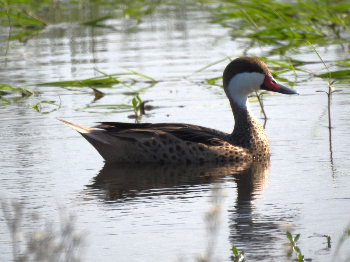 Canard des Bahamas - ML622570321