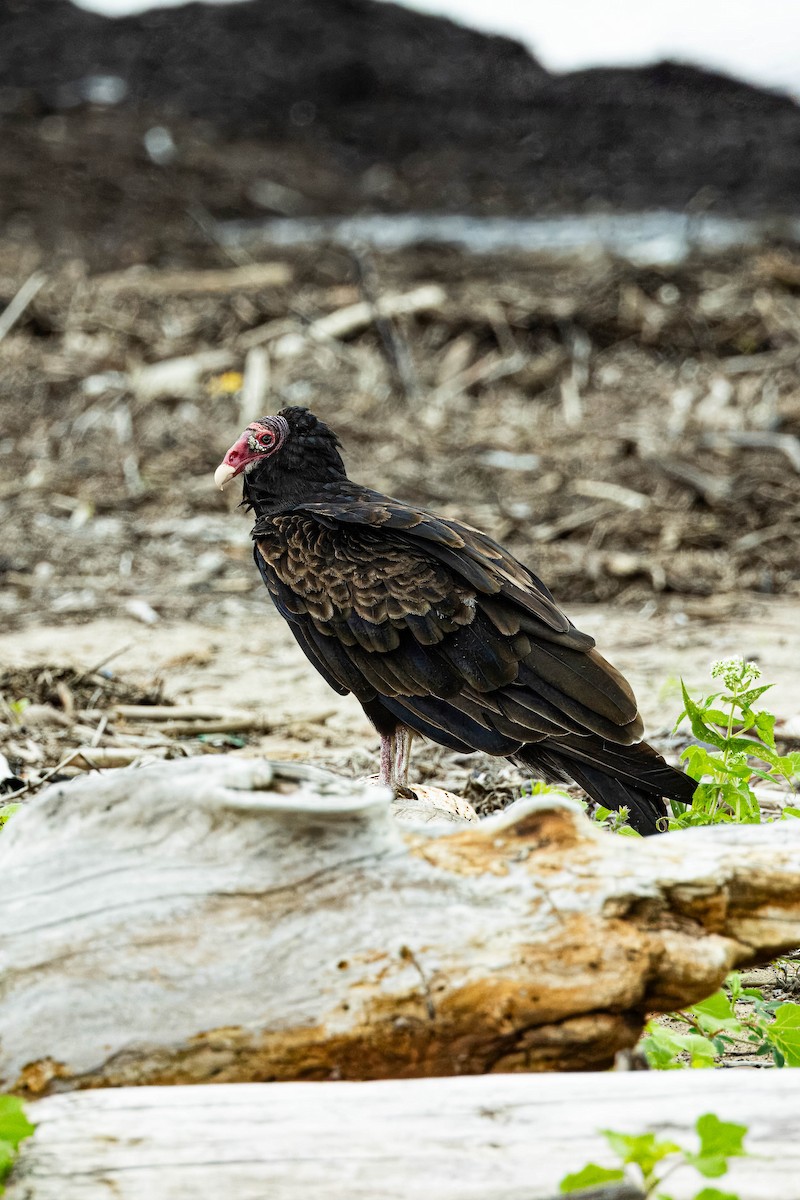 Turkey Vulture - ML622570389