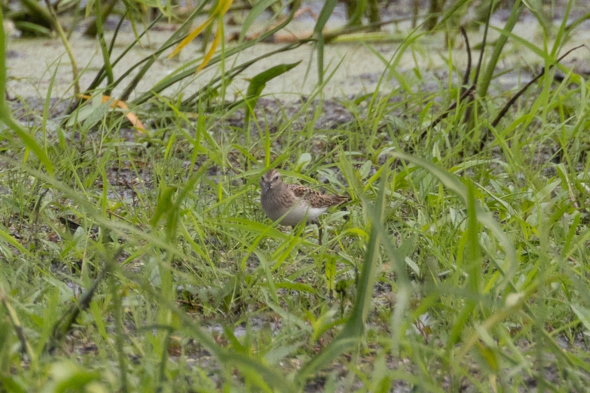 Least Sandpiper - Rob  Sielaff