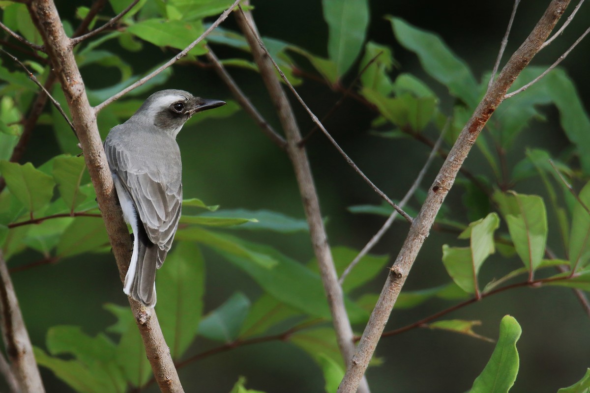 Common Woodshrike - ML622570477