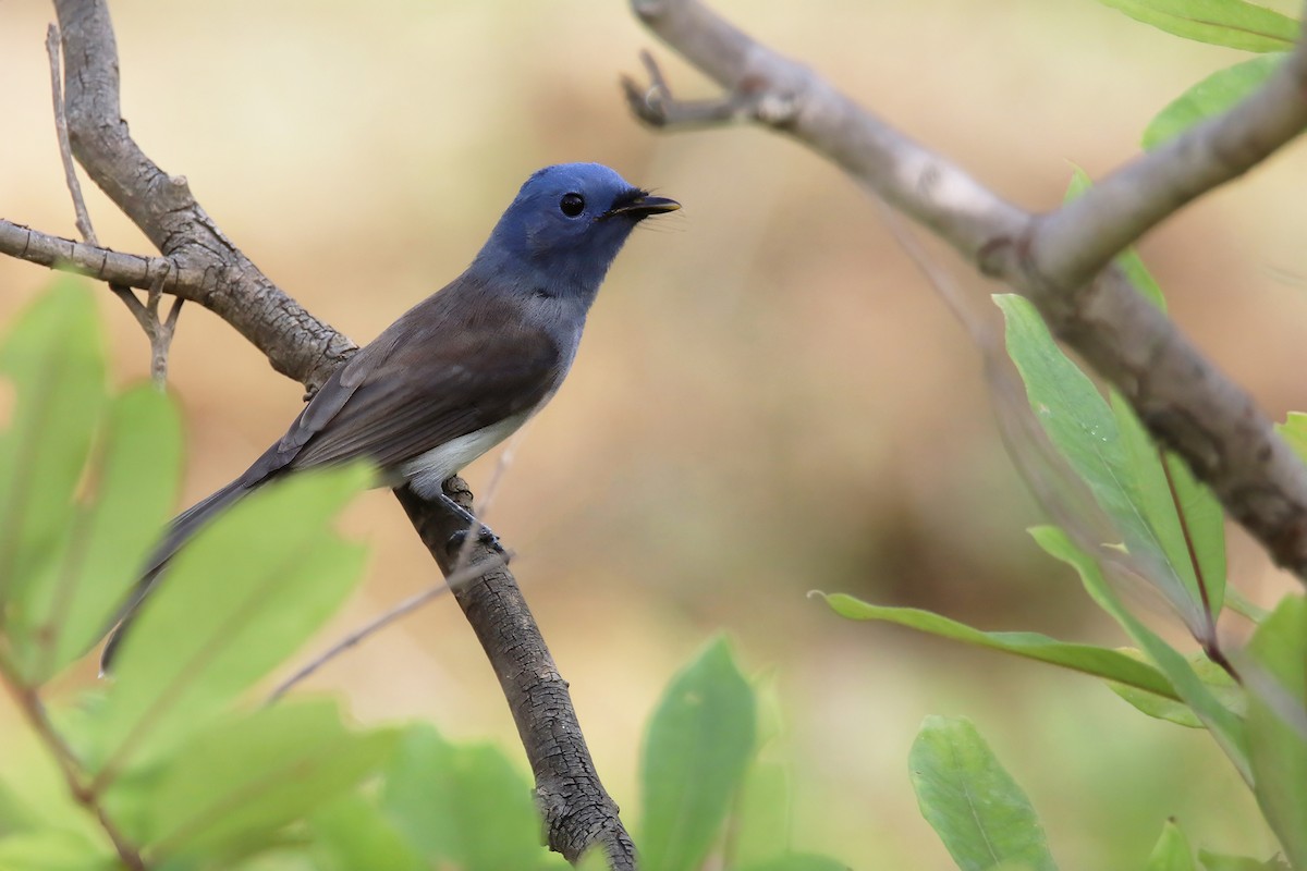 Black-naped Monarch - ML622570479