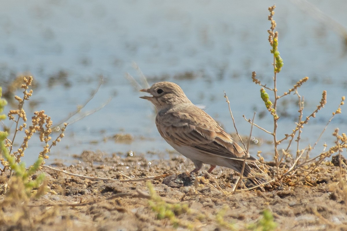 Turkestan Short-toed Lark - ML622570534