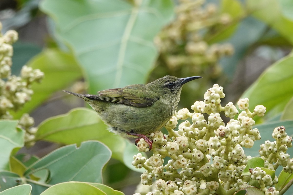 Red-legged Honeycreeper - Bert Harris