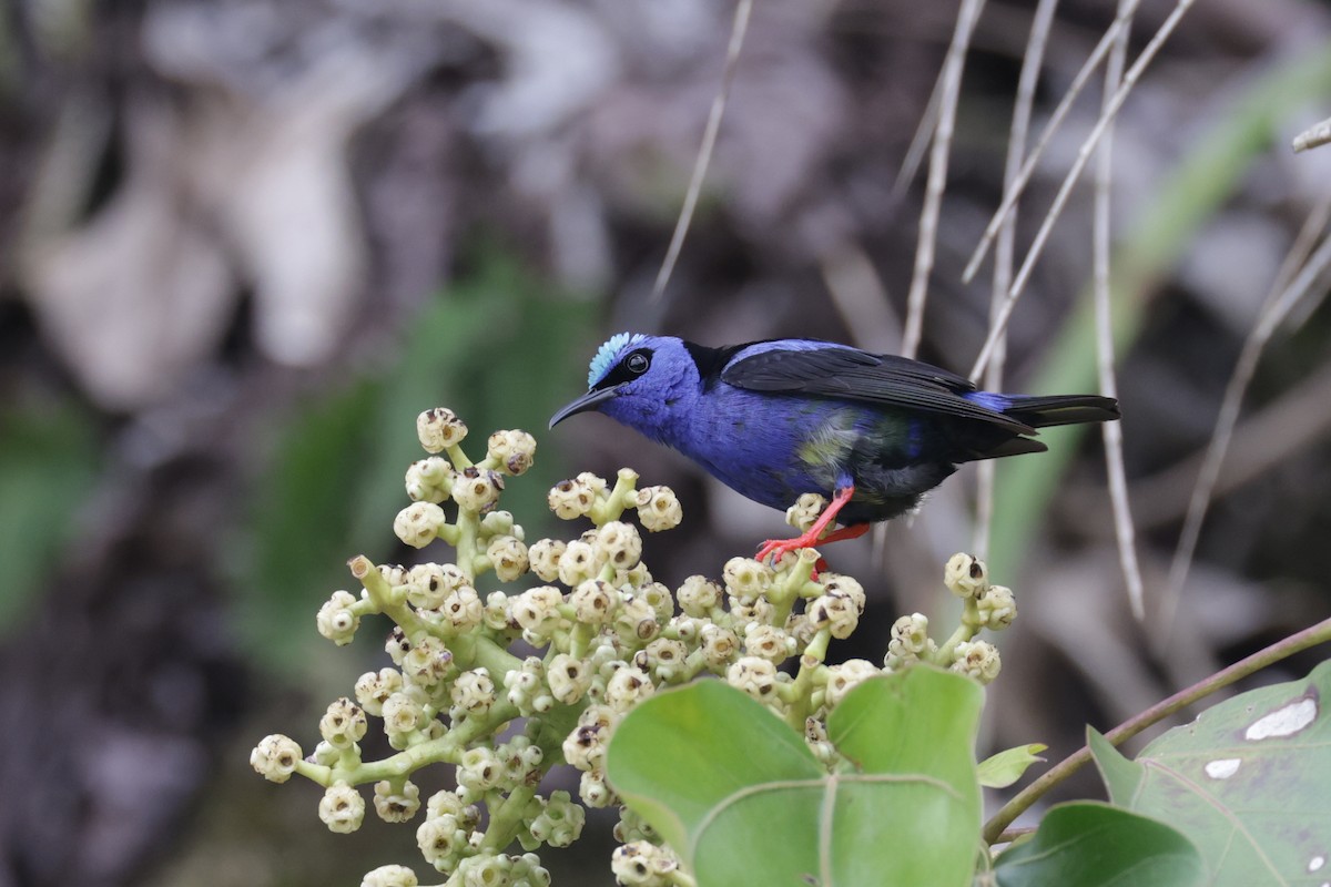 Red-legged Honeycreeper - ML622570536