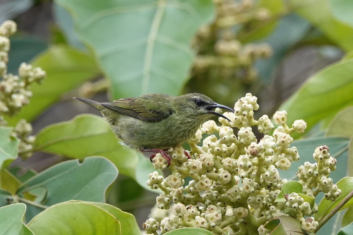 Red-legged Honeycreeper - ML622570537