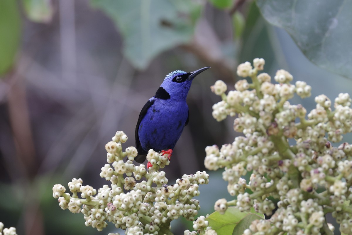 Red-legged Honeycreeper - ML622570538