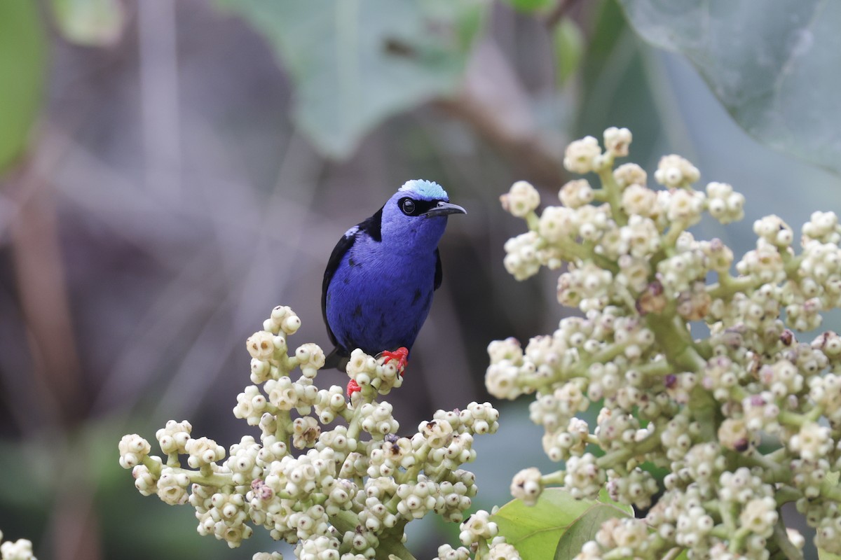 Red-legged Honeycreeper - ML622570540