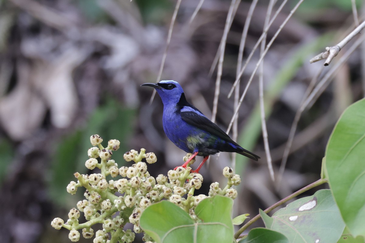 Red-legged Honeycreeper - ML622570541