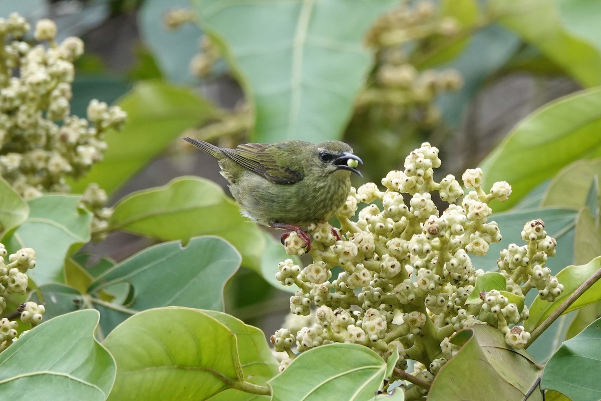 Red-legged Honeycreeper - ML622570542