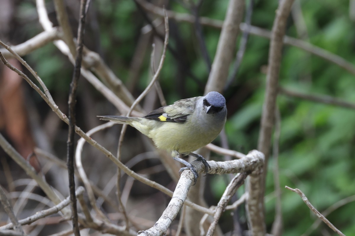 Yellow-winged Tanager - ML622570547