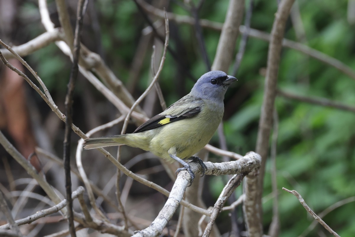 Yellow-winged Tanager - ML622570548