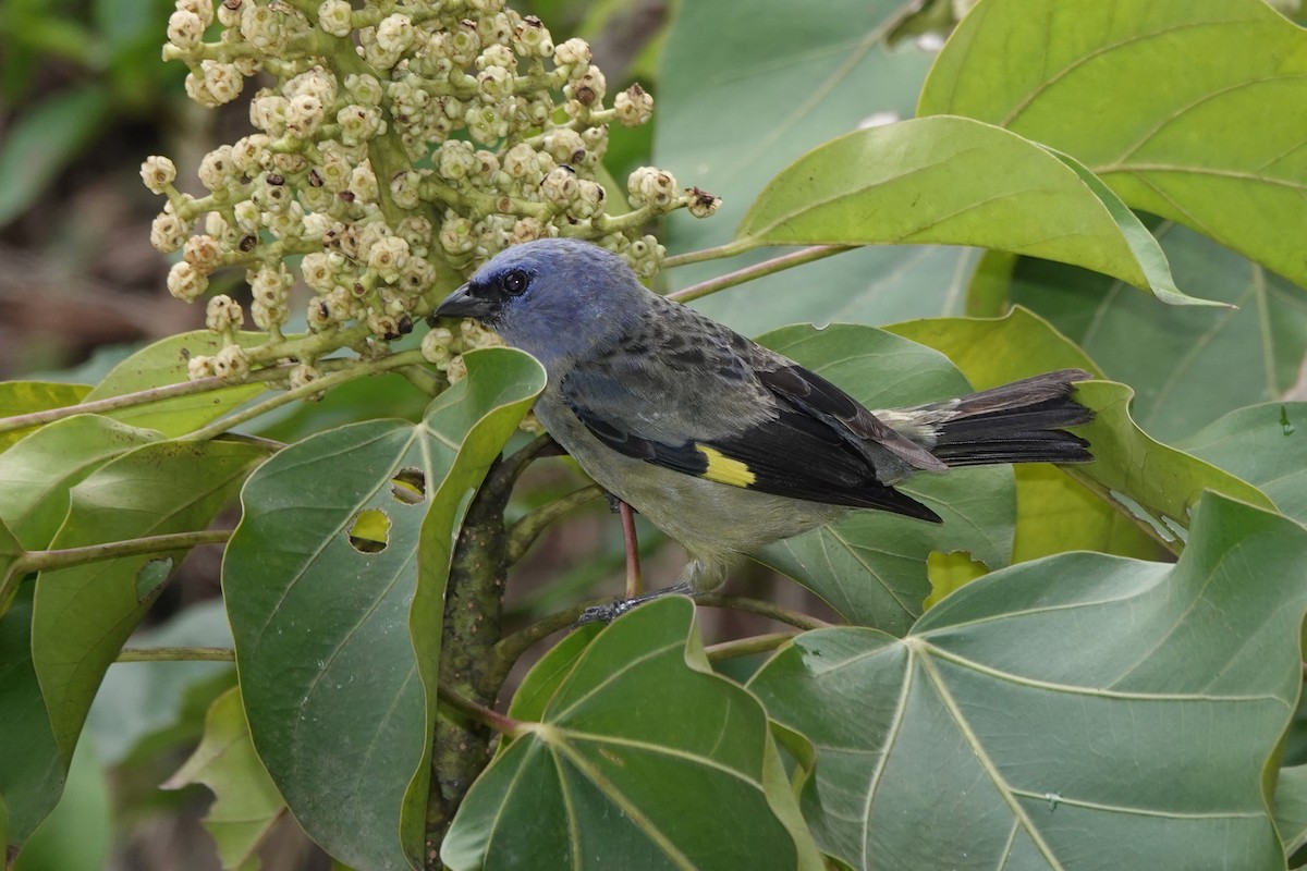 Yellow-winged Tanager - ML622570549