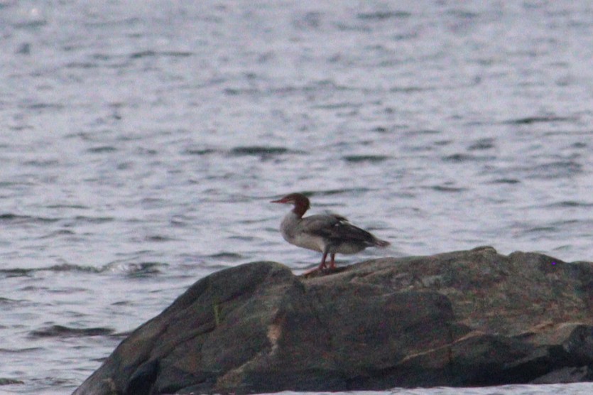 Common Merganser - James Teitgen