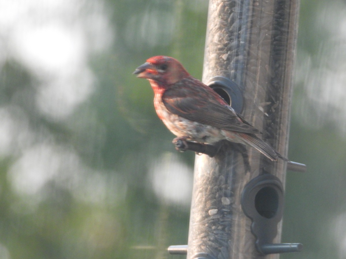 Purple Finch - ML622570557