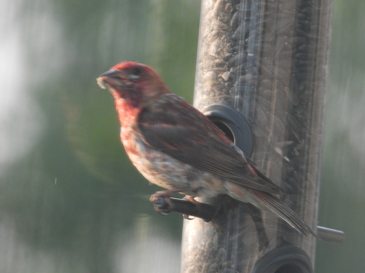 Purple Finch - ML622570558