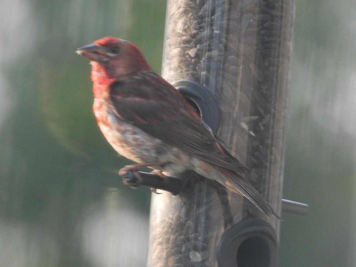 Purple Finch - ML622570559