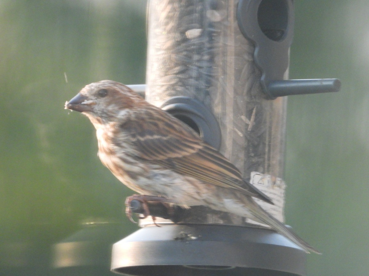 Purple Finch - ML622570560