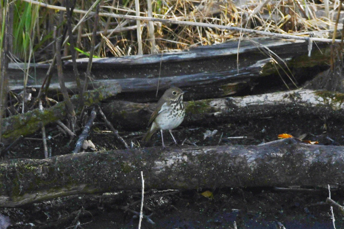 Hermit Thrush - ML622570599