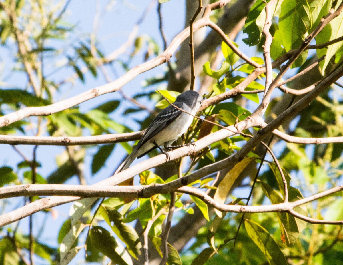 Gray-headed Elaenia - ML622570629