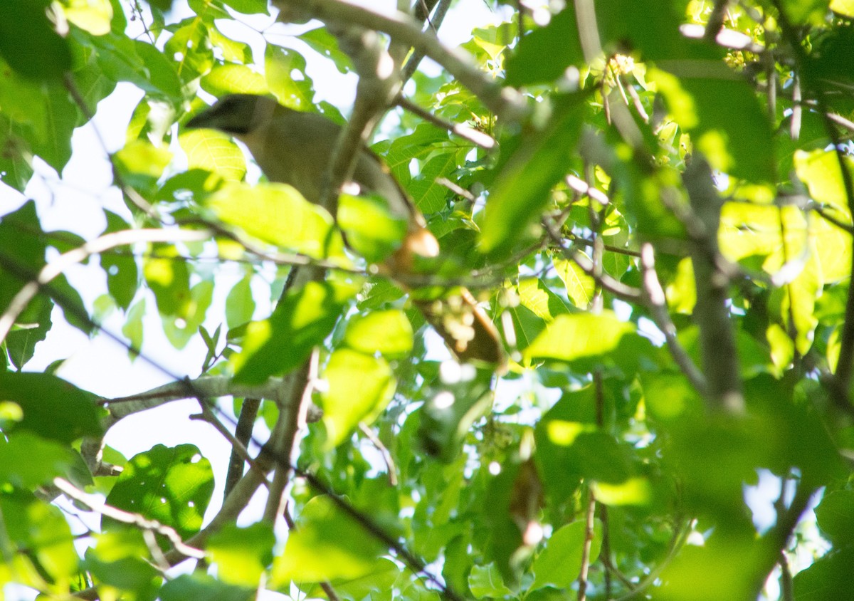 Buff-throated Saltator - ML622570702