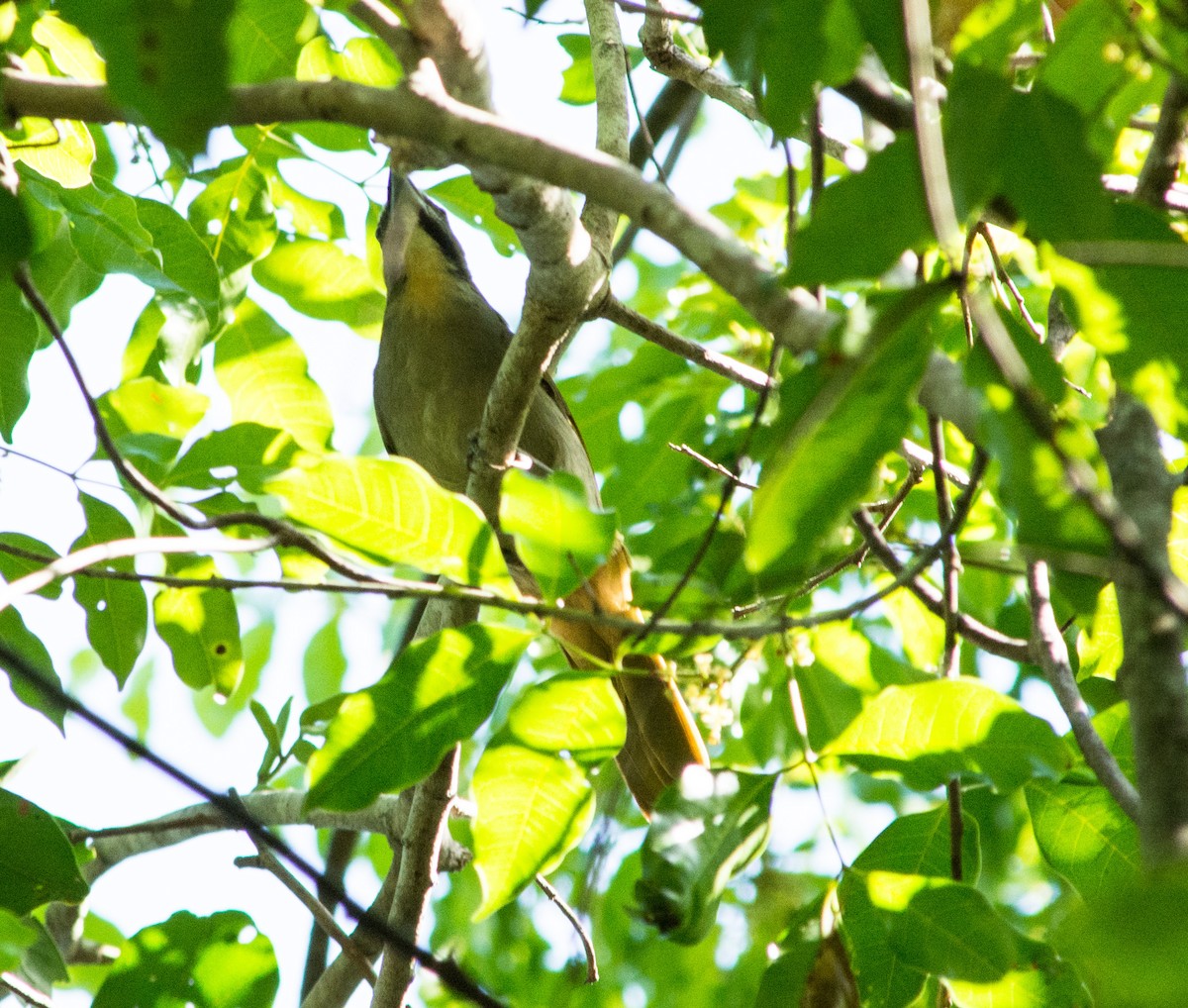 Buff-throated Saltator - ML622570703