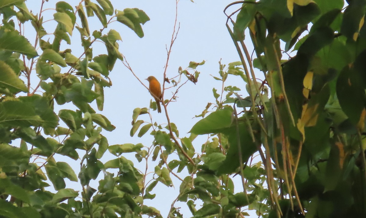 Baltimore Oriole - ML622570704