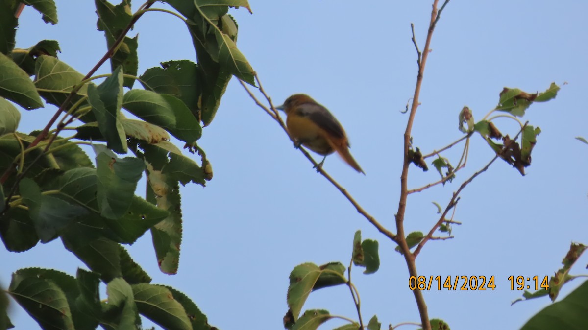 Baltimore Oriole - ML622570705