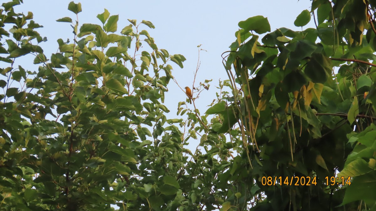 Baltimore Oriole - ML622570706