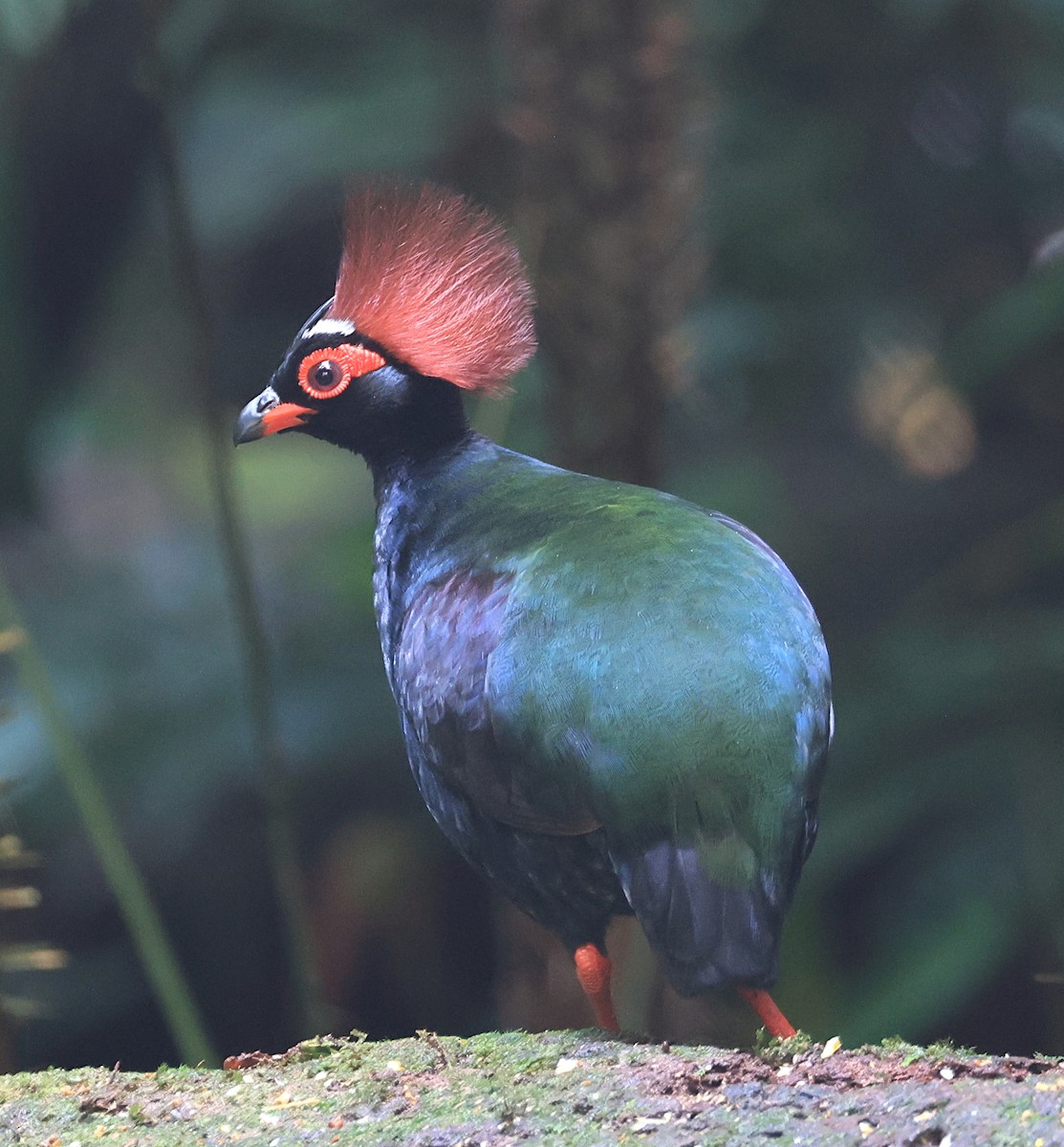 Crested Partridge - ML622570828