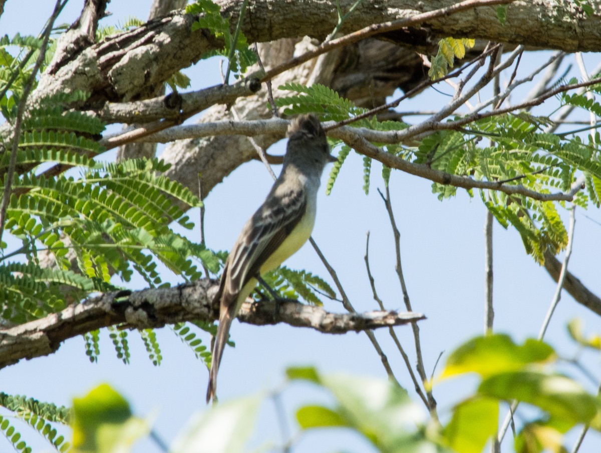 Brown-crested Flycatcher - ML622570889