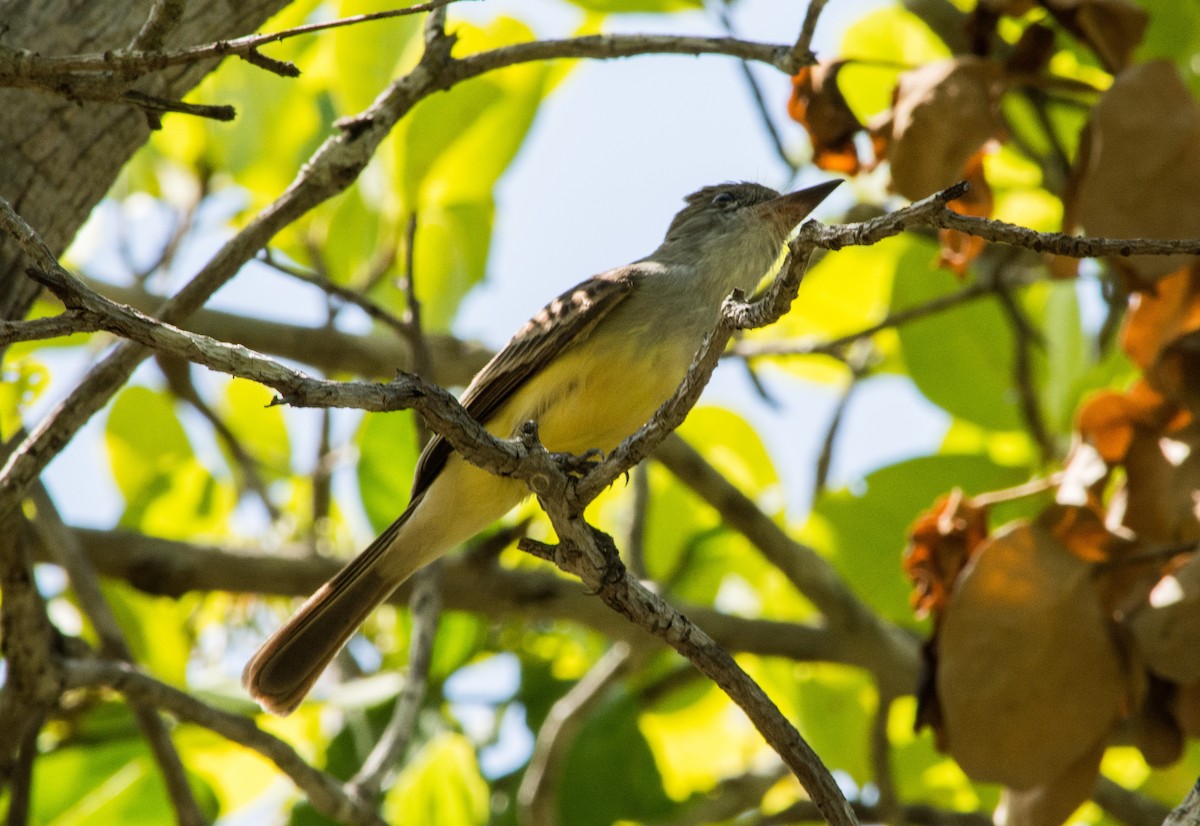 Brown-crested Flycatcher - ML622570890