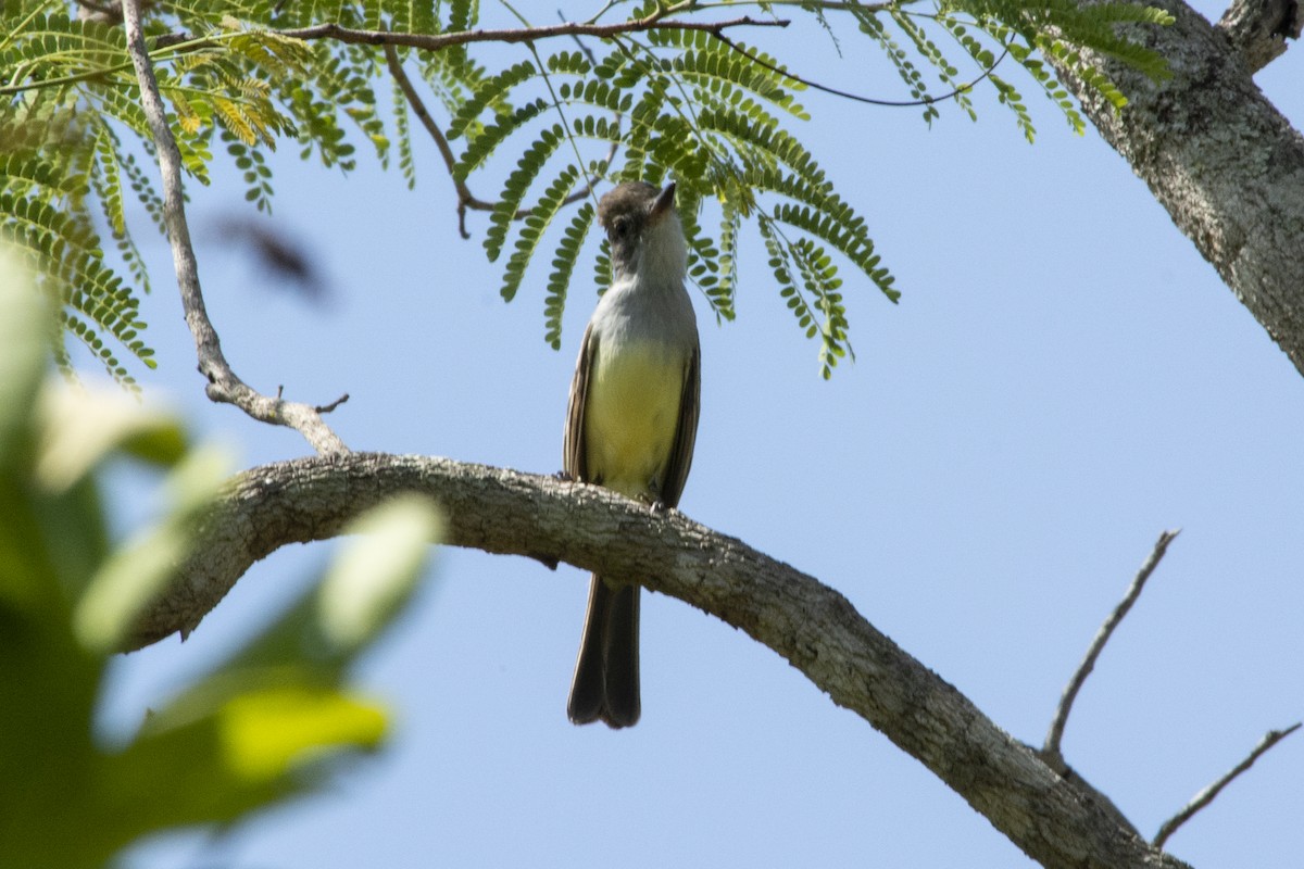 Brown-crested Flycatcher - ML622570891