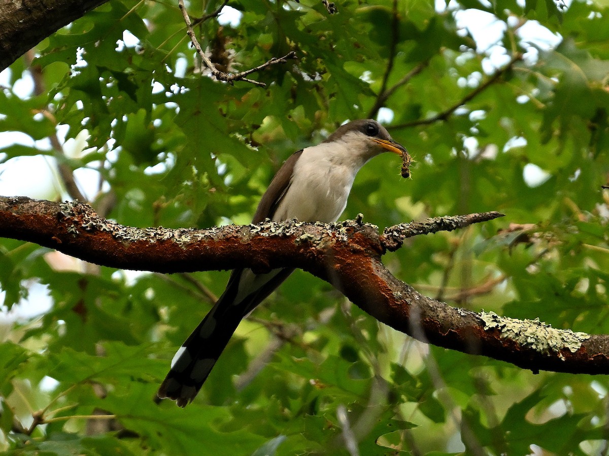 Yellow-billed Cuckoo - ML622570903