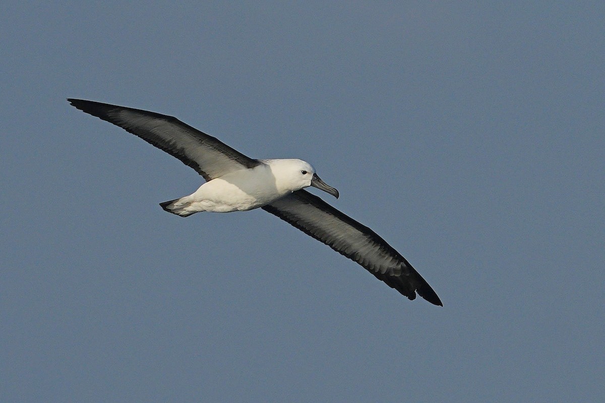 Indian Yellow-nosed Albatross - Dave Rimmer