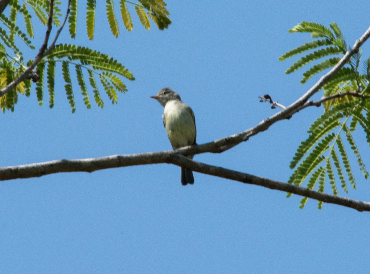 Southern Beardless-Tyrannulet - ML622570981