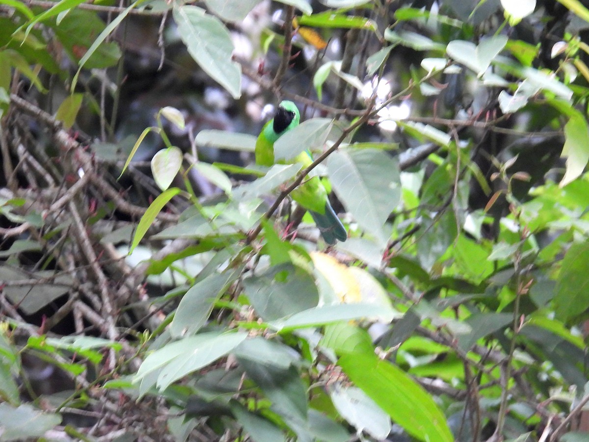 Bornean Leafbird - ML622571031