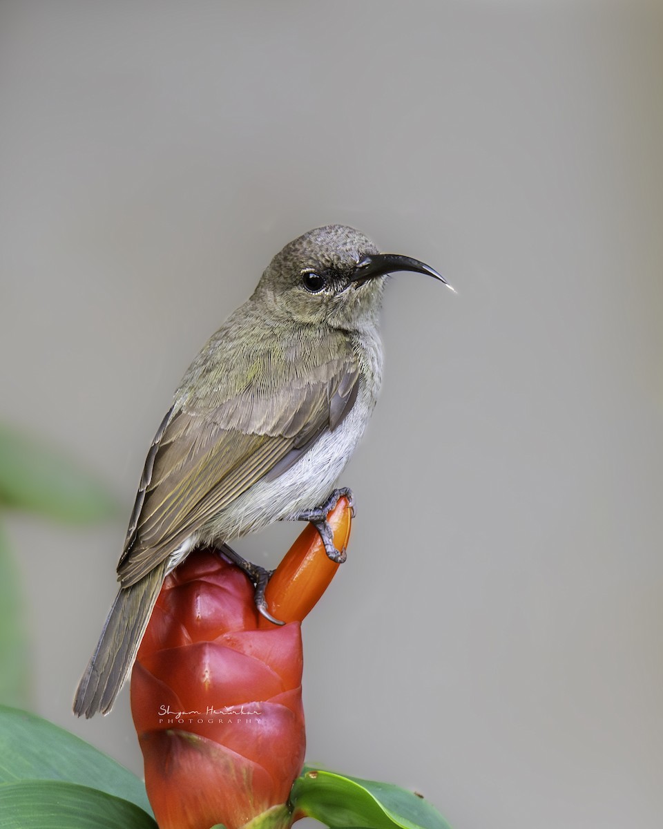 Vigors's Sunbird - ML622571066