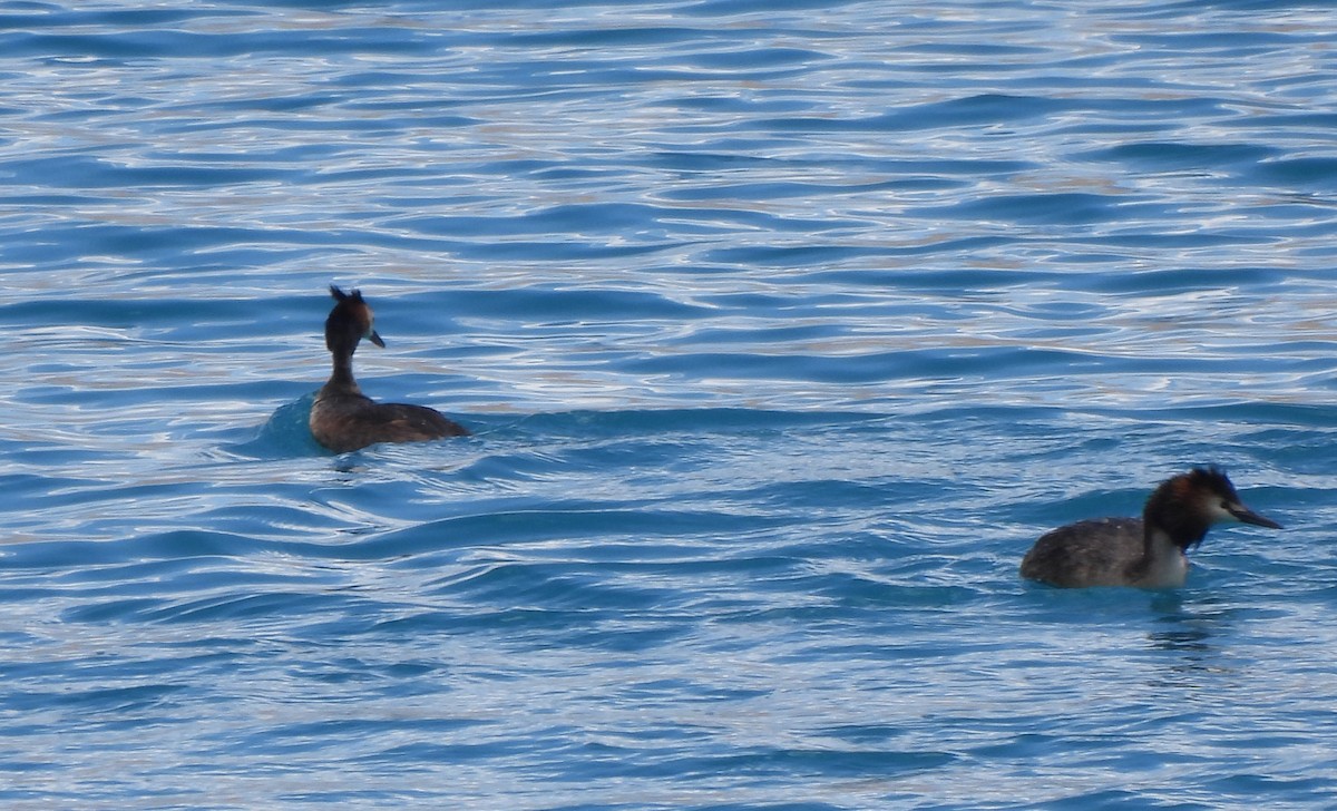 Great Crested Grebe - ML622571109