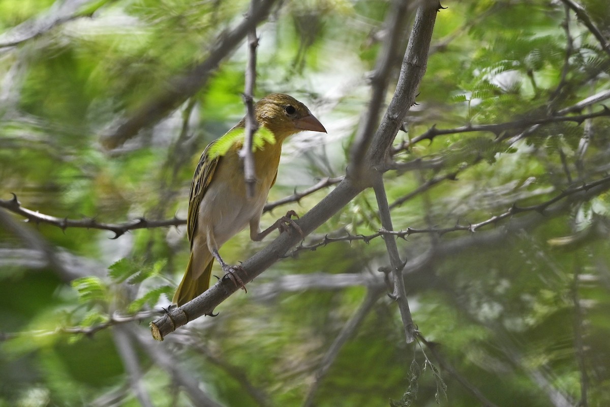 Vitelline Masked-Weaver - ML622571110