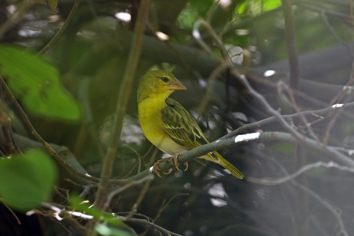 Vitelline Masked-Weaver - ML622571111