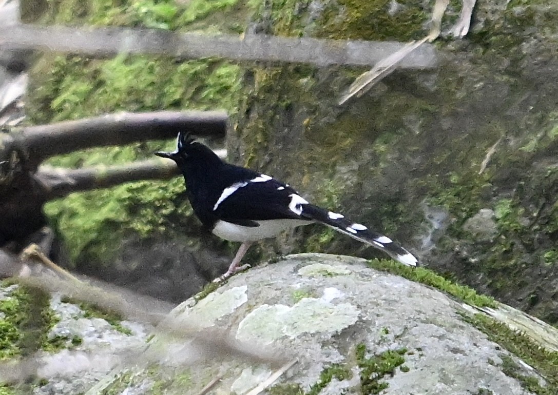 White-crowned Forktail (Javan) - ML622571161