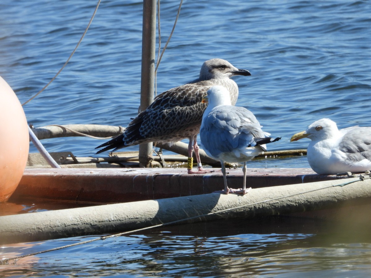 Herring Gull (European) - ML622571181