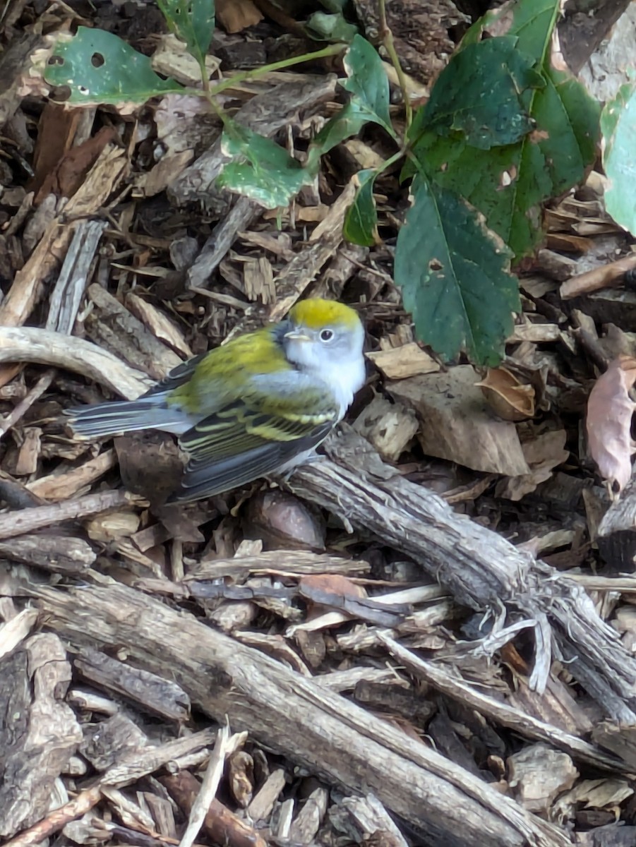 Chestnut-sided Warbler - ML622571200