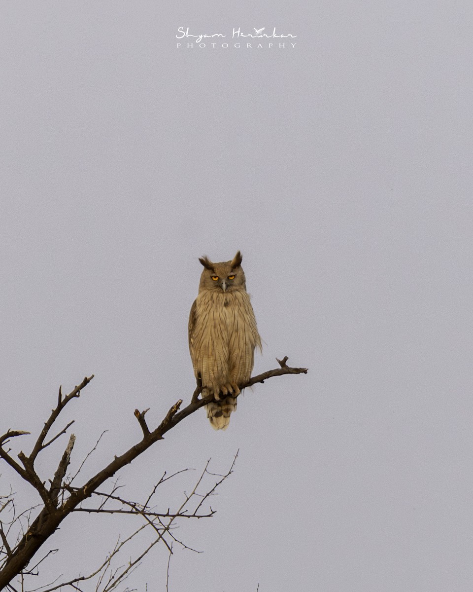 Dusky Eagle-Owl - ML622571204