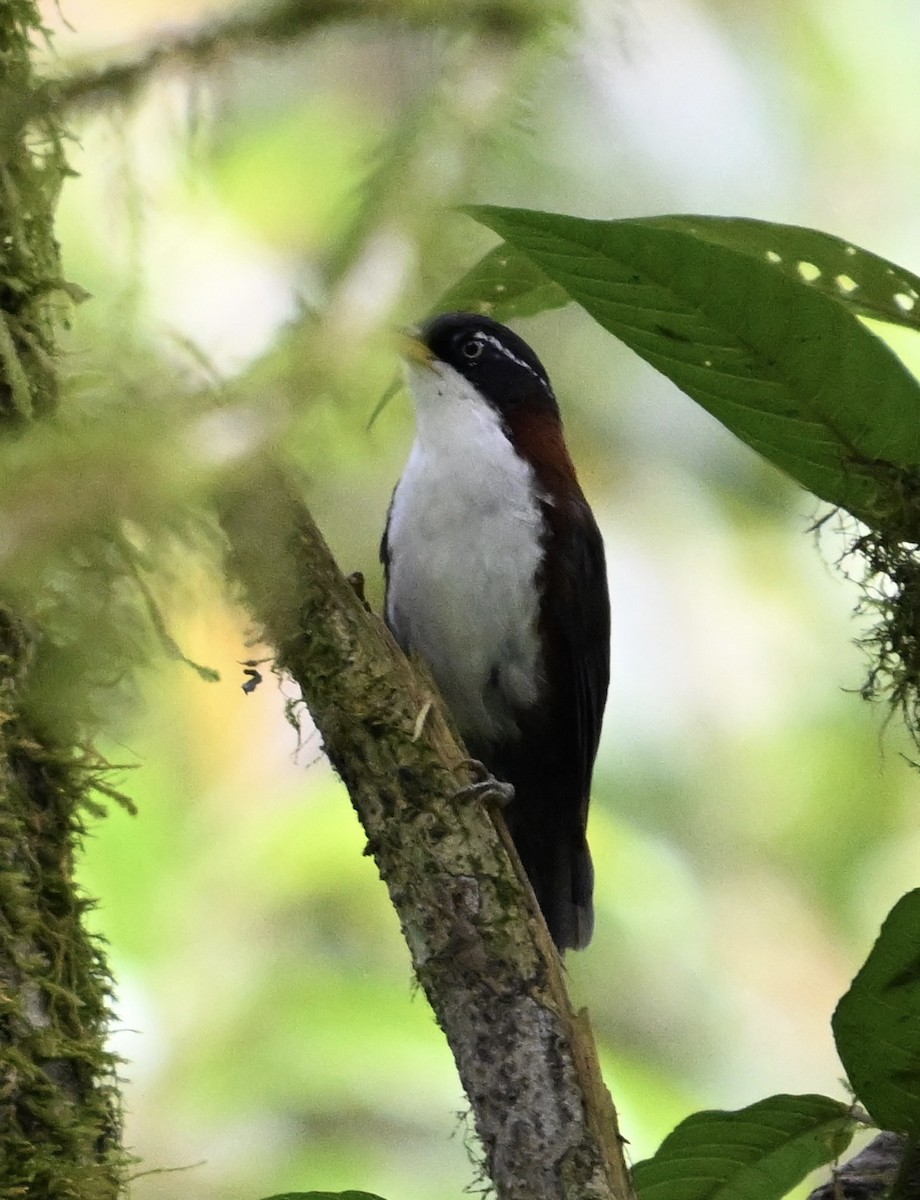 Javan Scimitar-Babbler - ML622571225