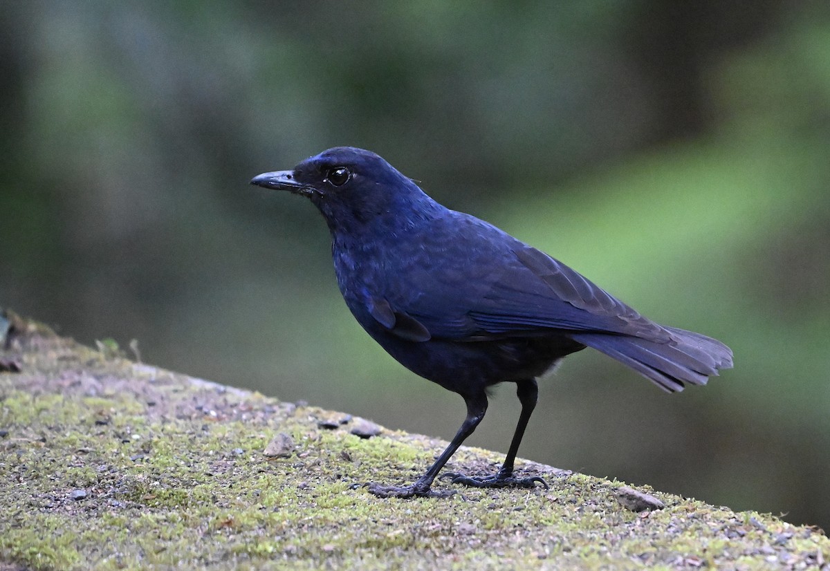 Javan Whistling-Thrush - ML622571253