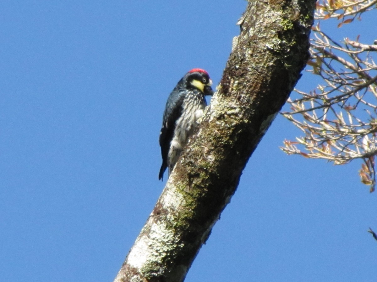 Acorn Woodpecker - ML622571274