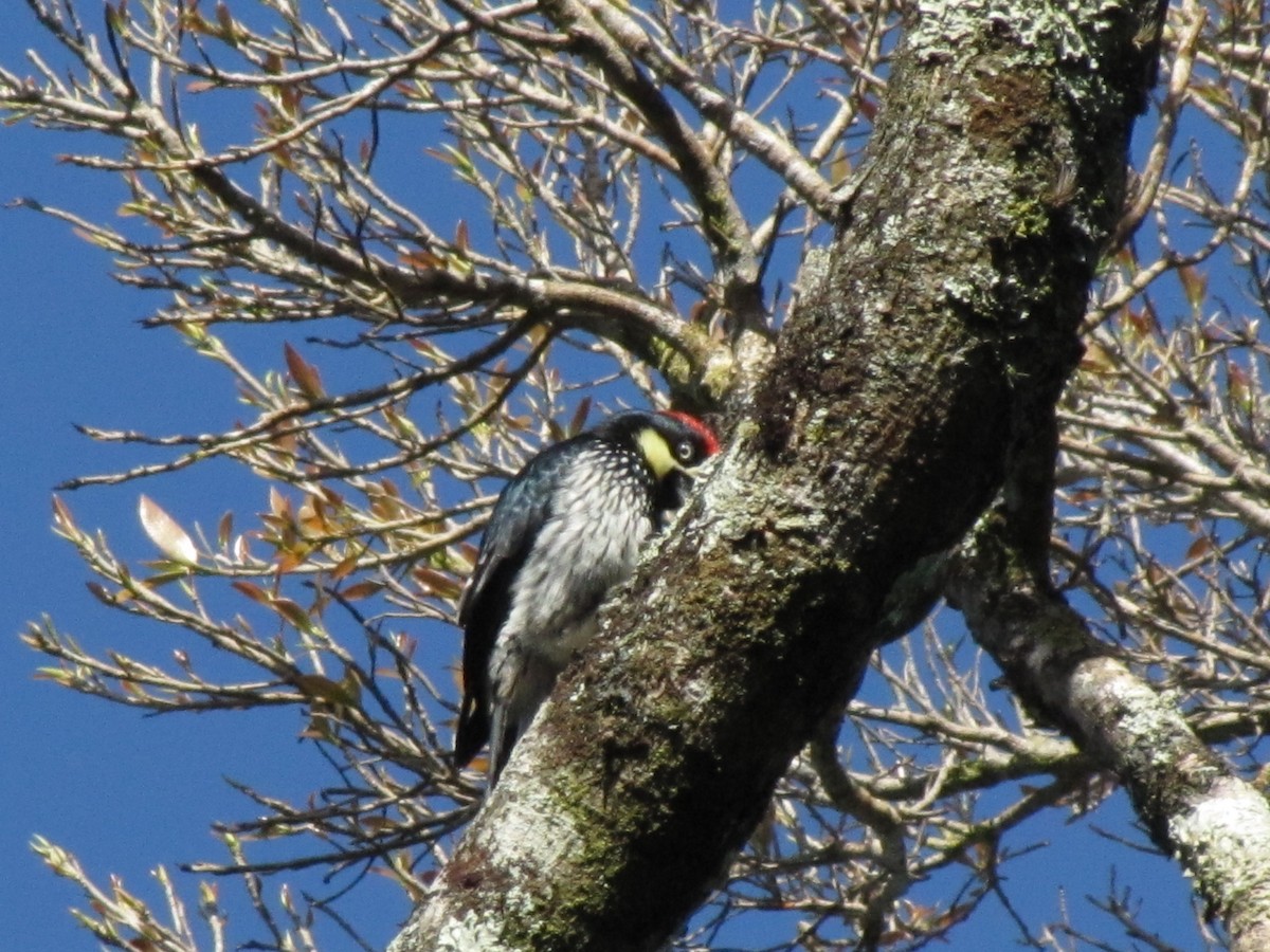 Acorn Woodpecker - ML622571275