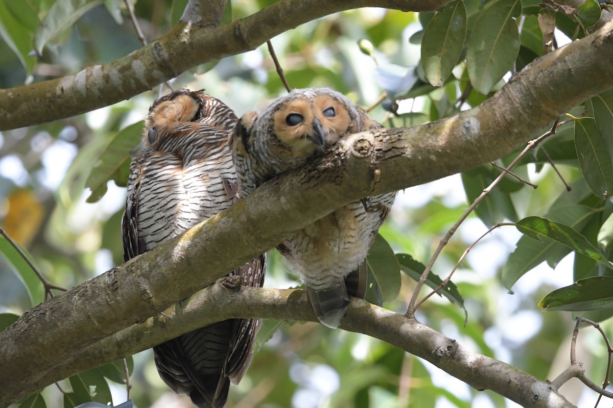 Spotted Wood-Owl - ML622571329